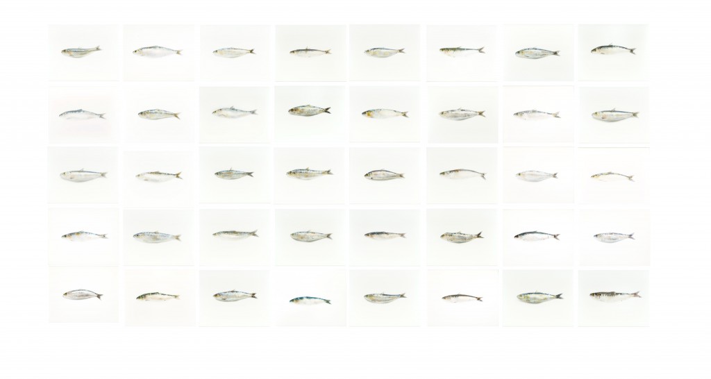 sardinenmontage