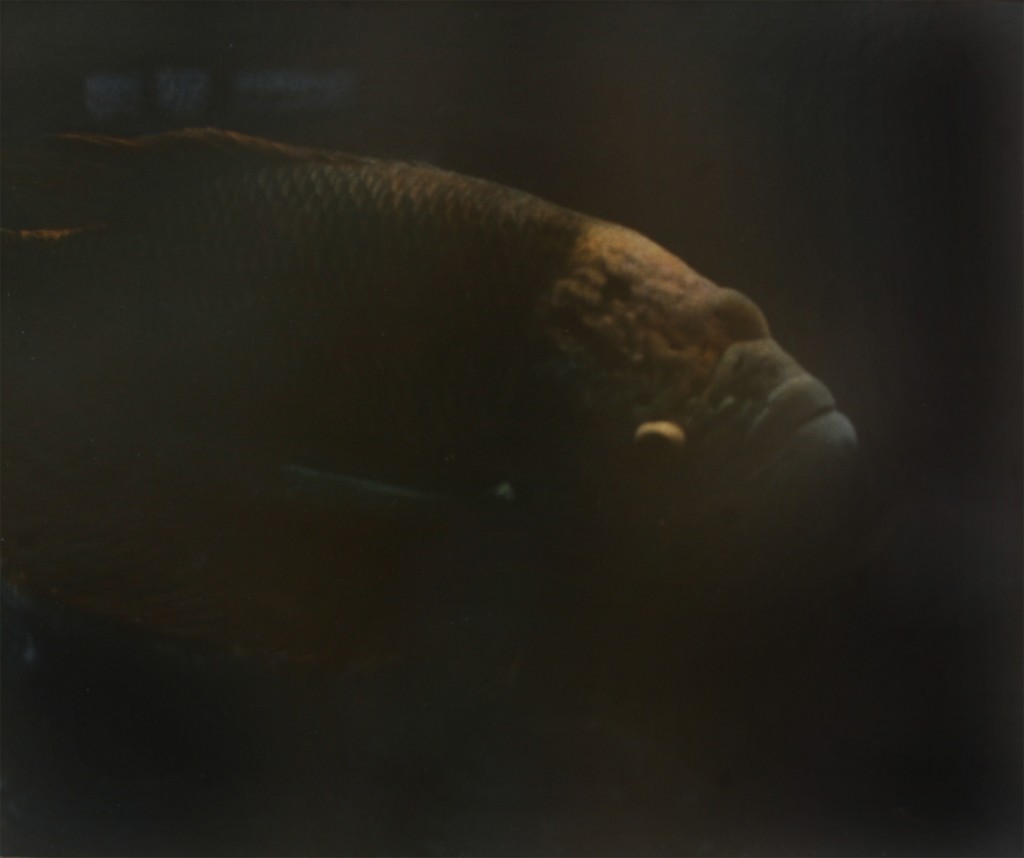 dark fish 1 Kopie