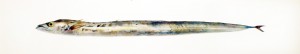 Espada branca IV, 2014, 37,5 x 199 cm, s-w-Barytpapier koloriert, Edition 5