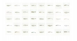 40 Sardinen, 2015, 40 x 24 x 30 cm (112 x 280 cm), s-w-Barytpapier koloriert, 2015