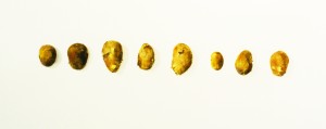 Acht Kartoffeln, 1999, 37,5 x 90 cm, s-w-Barytpapier koloriert, Edition 2