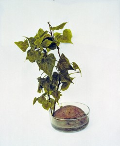 Süßkartoffel II, 2001, 53 x 48 cm, s-w-Barytpapier koloriert, Edition 2